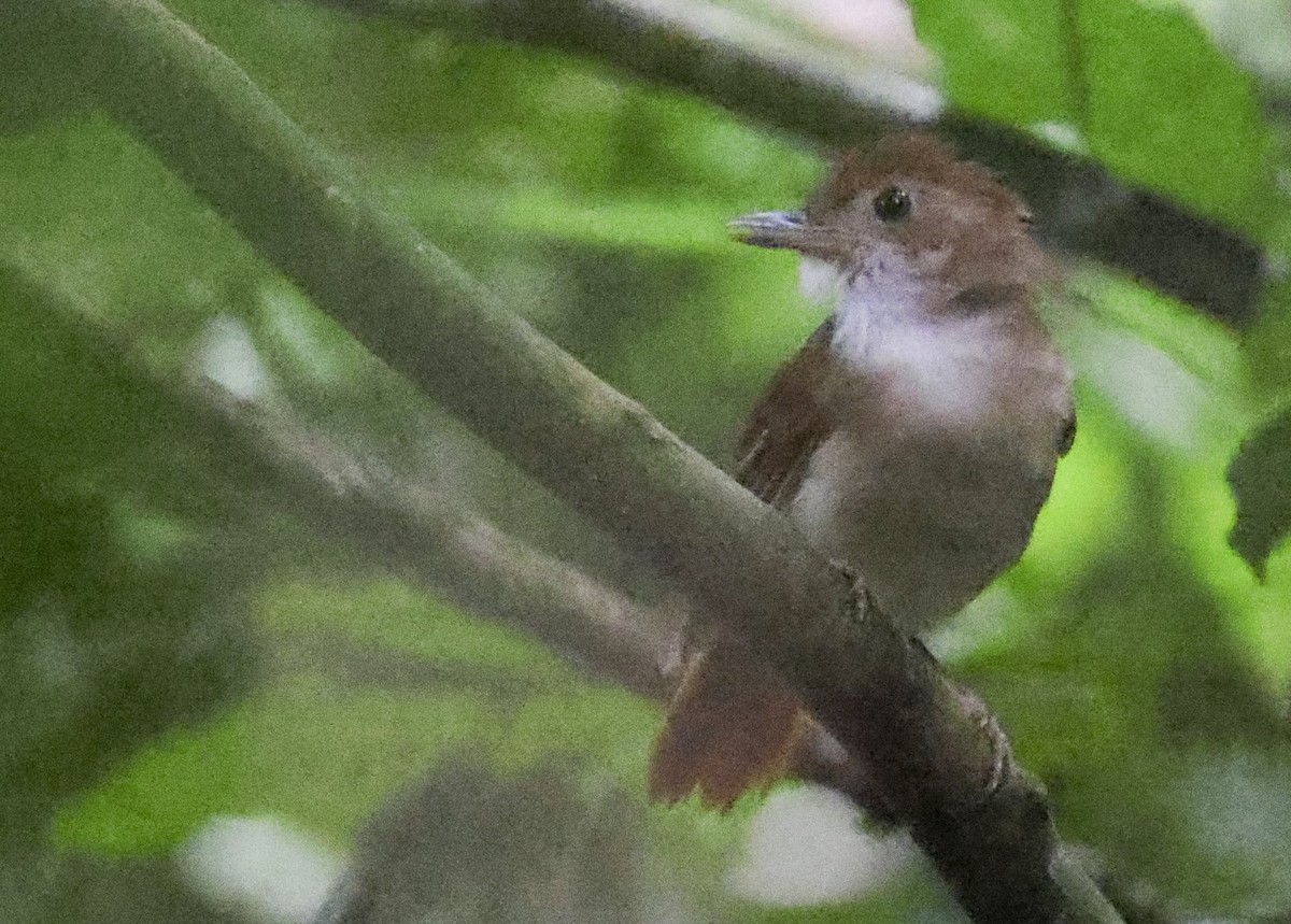 Tordina Bicolor - ML622347309