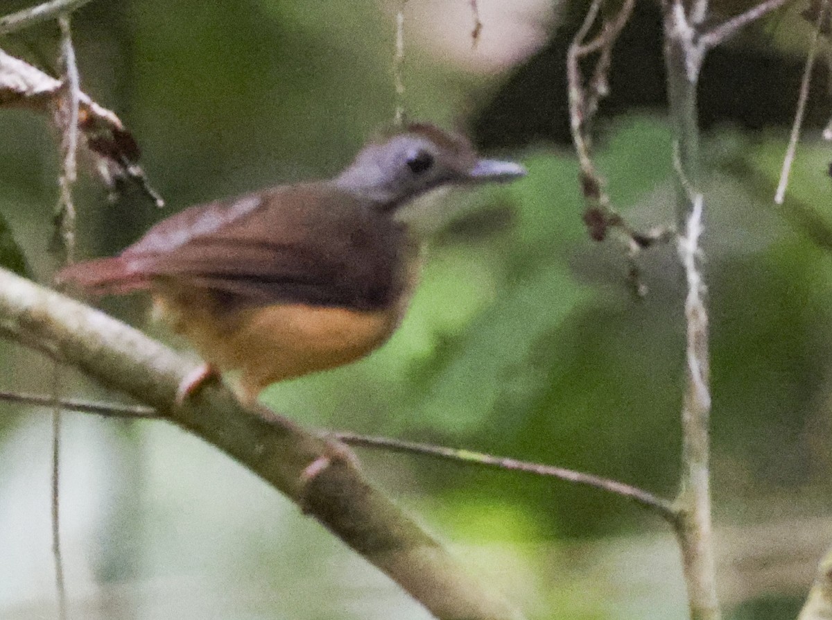 Short-tailed Babbler (Leaflitter) - ML622347318