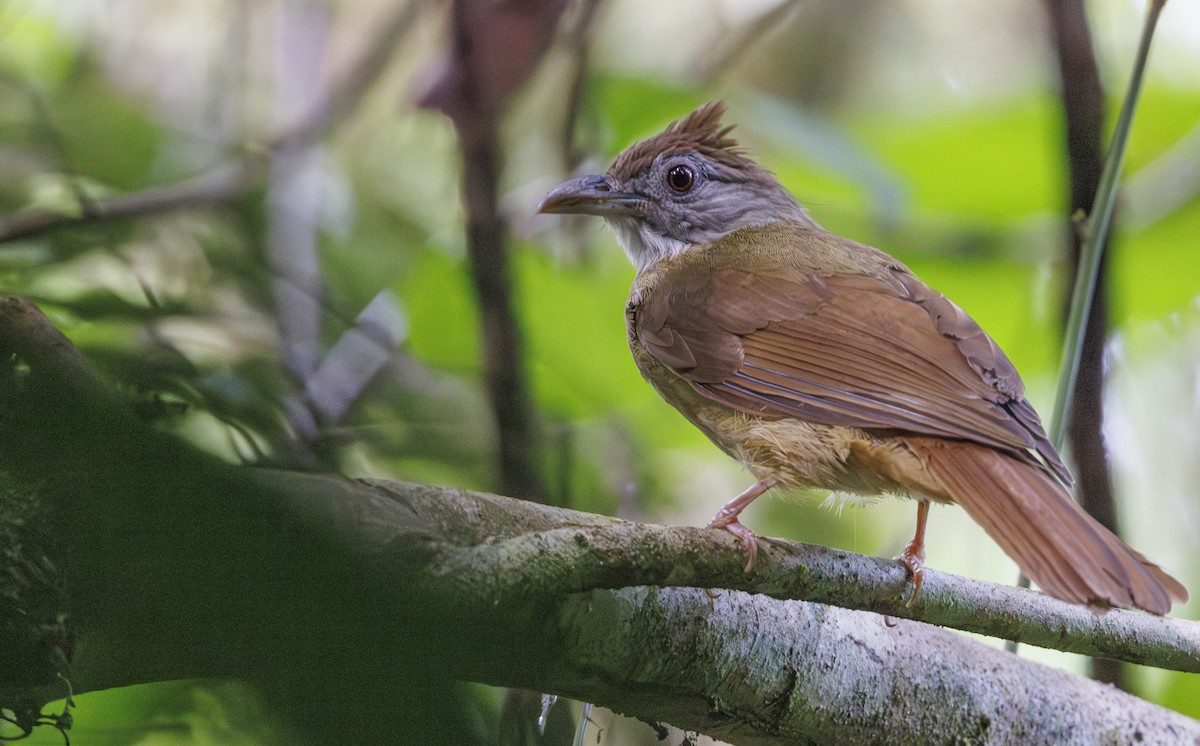 Gray-cheeked Bulbul - ML622347360