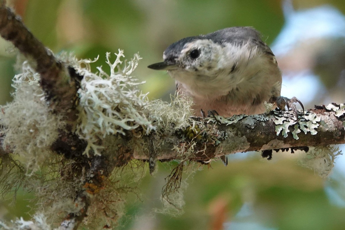 White-breasted Nuthatch - ML622347476