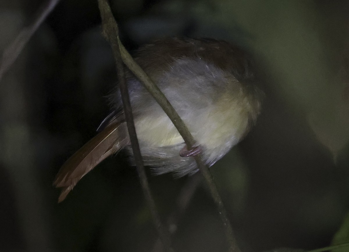 Rufous-winged Philentoma - ML622347498