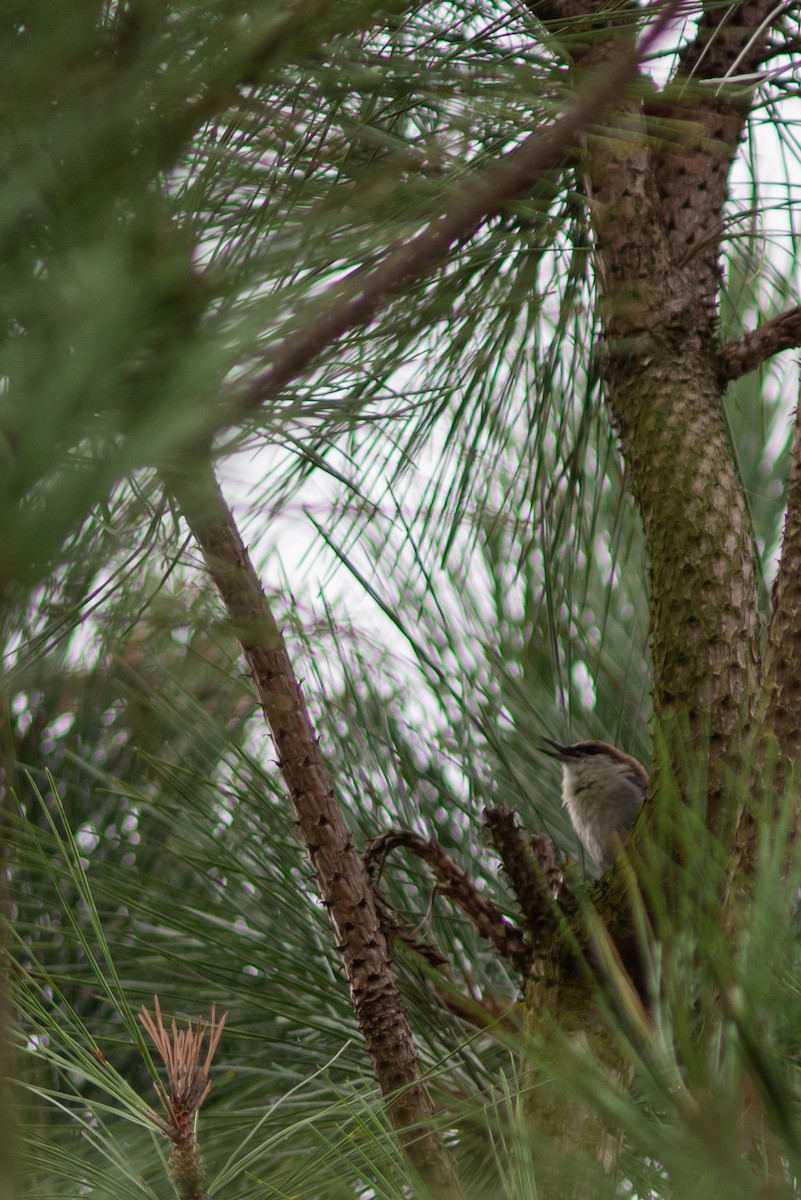 Brown-headed Nuthatch - ML622347503