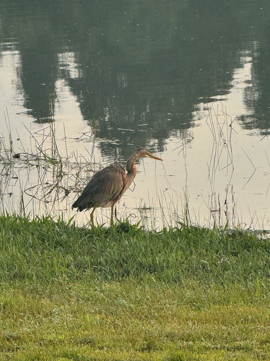 Purple Heron - SF GOH