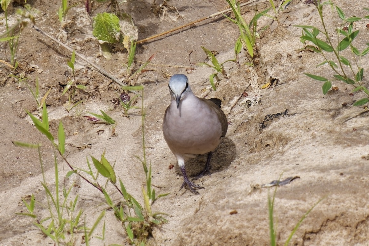 Black-billed Wood-Dove - ML622347698