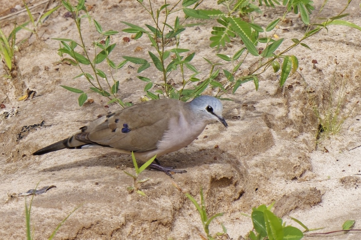 Black-billed Wood-Dove - ML622347699