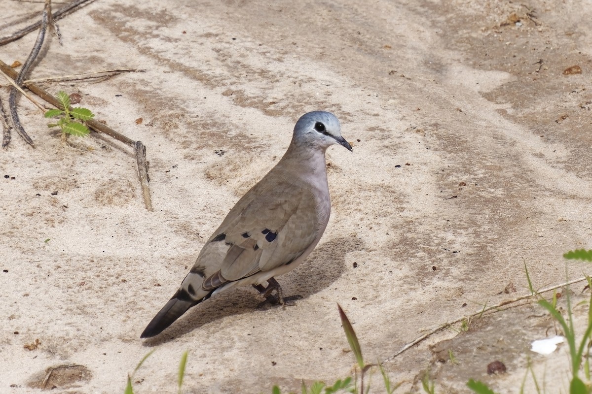 Black-billed Wood-Dove - ML622347700