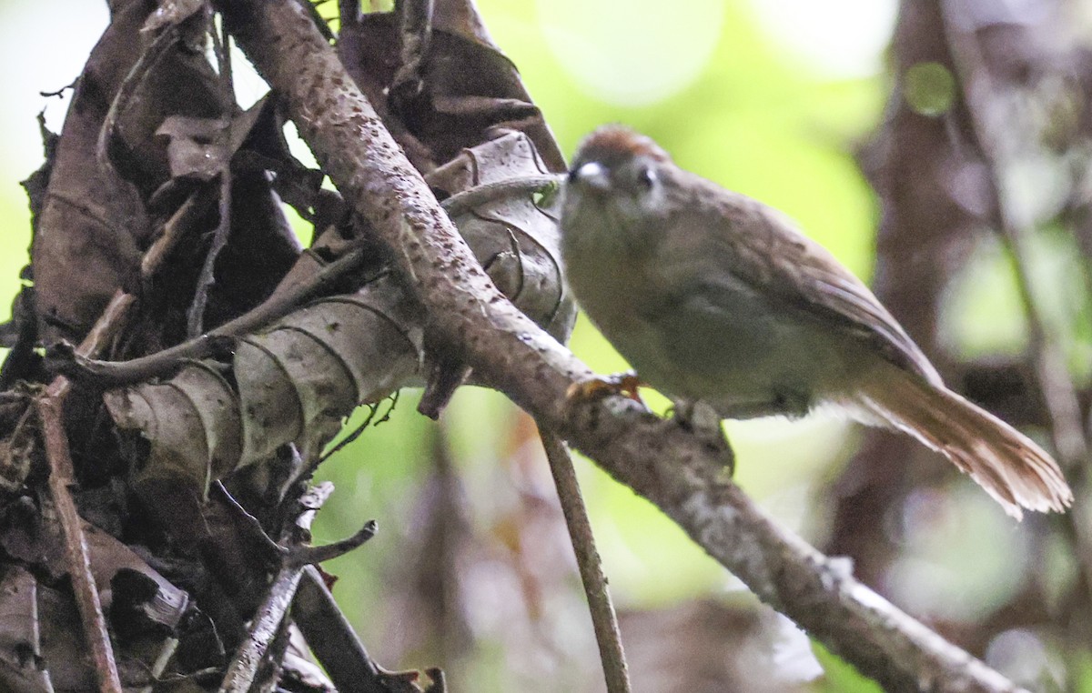 Rufous-fronted Babbler (Rufous-fronted) - ML622347774