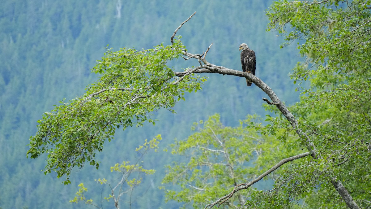 Bald Eagle - ML622347835