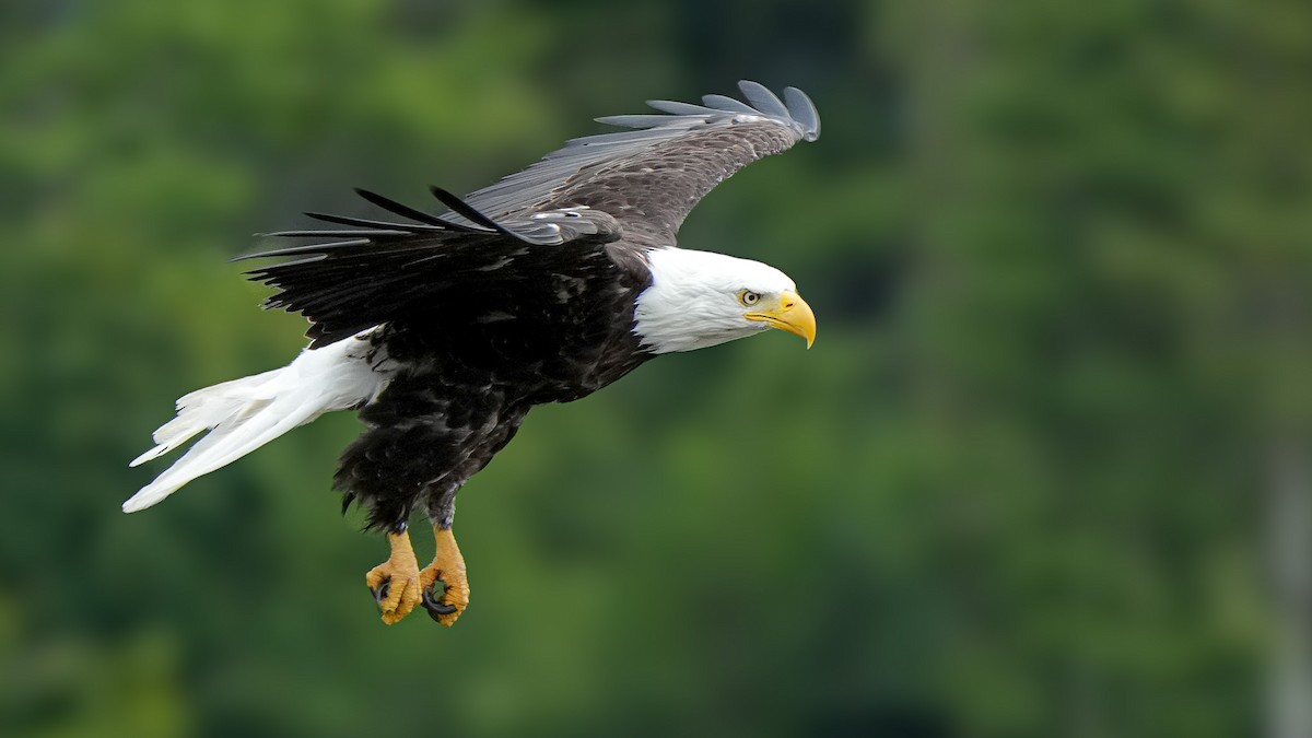 Bald Eagle - ML622347837