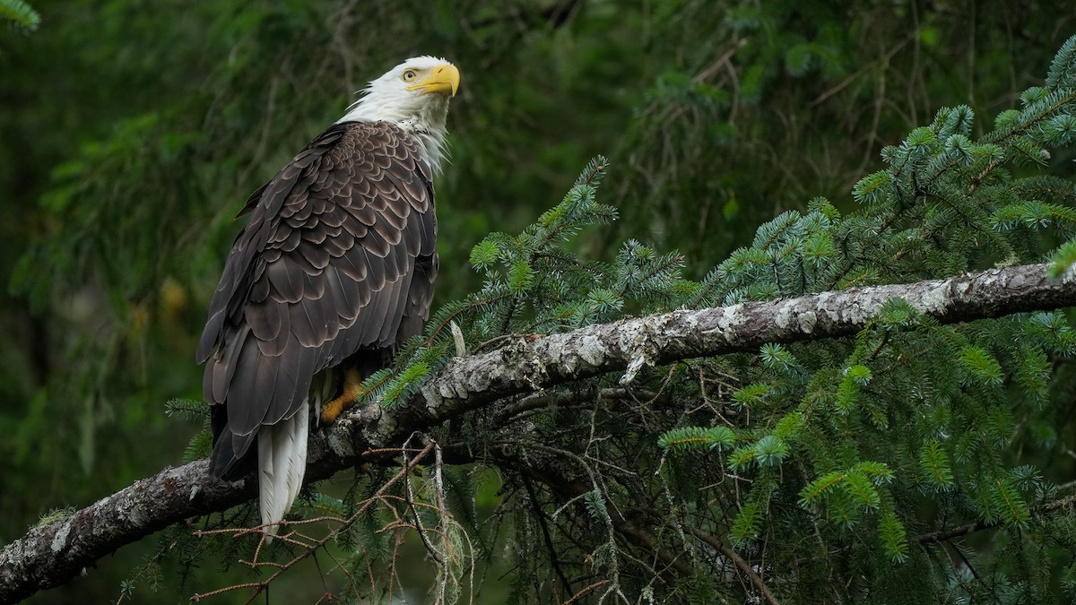 Bald Eagle - ML622347840