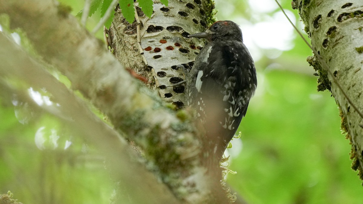 Red-breasted Sapsucker - ML622347847