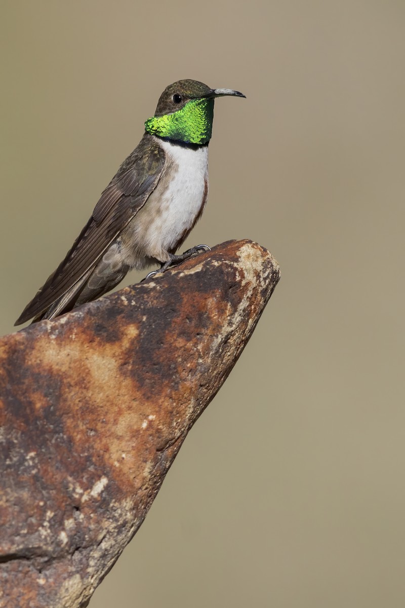 Andean Hillstar - ML622347849