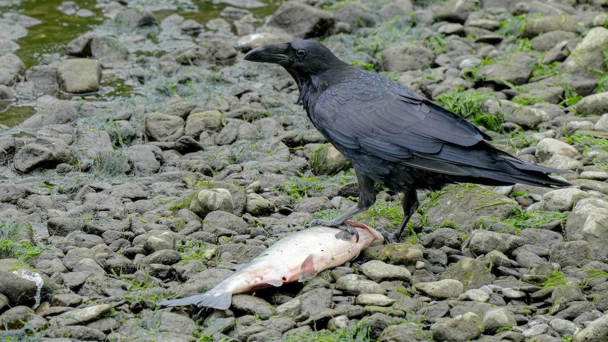 Common Raven - ML622347853