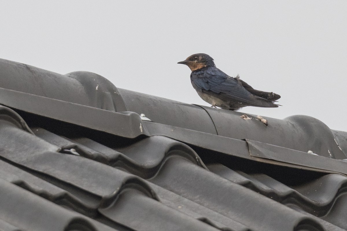 Angola Swallow - Robert Lockett