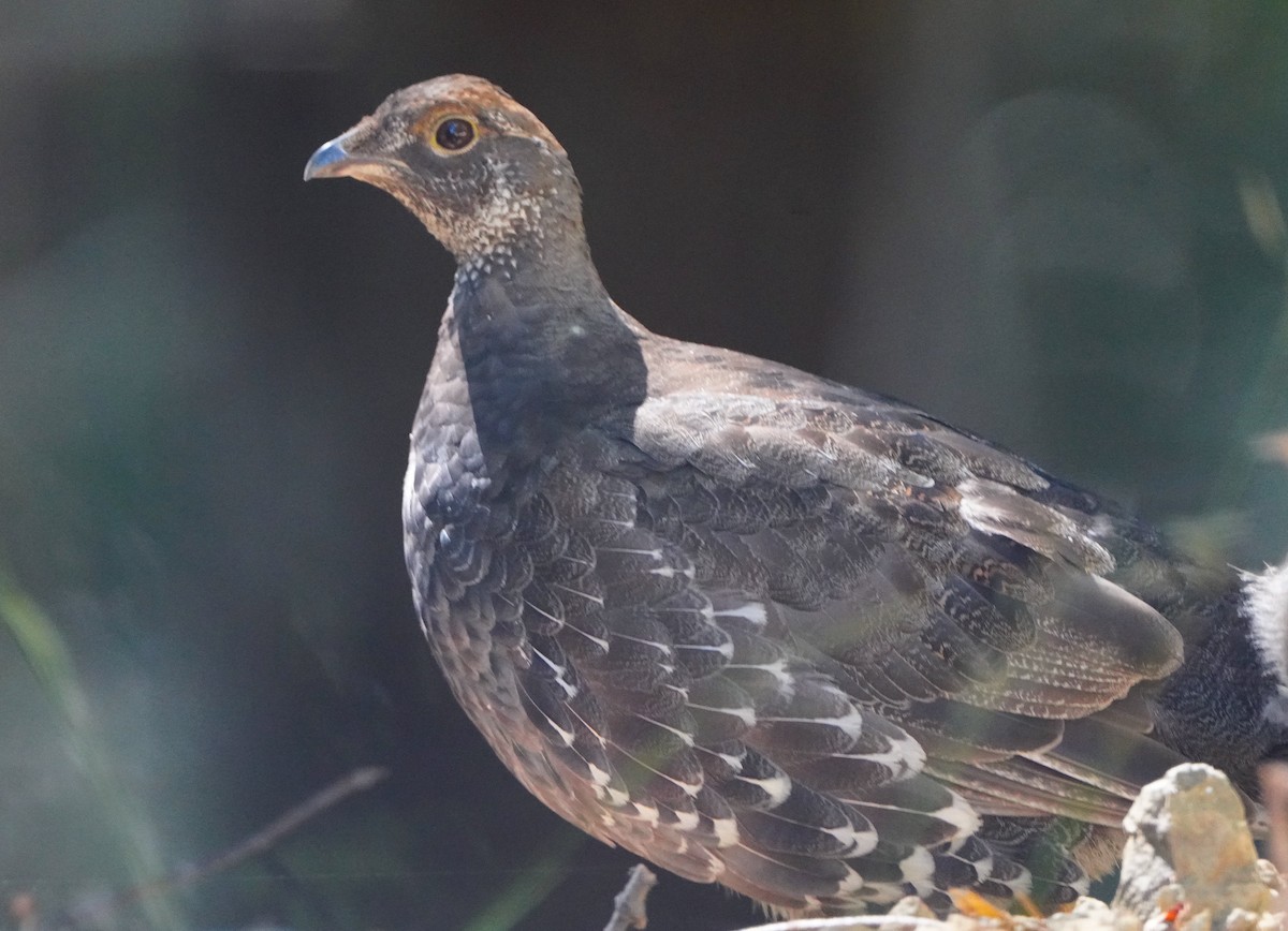 Sooty Grouse - ML622347920