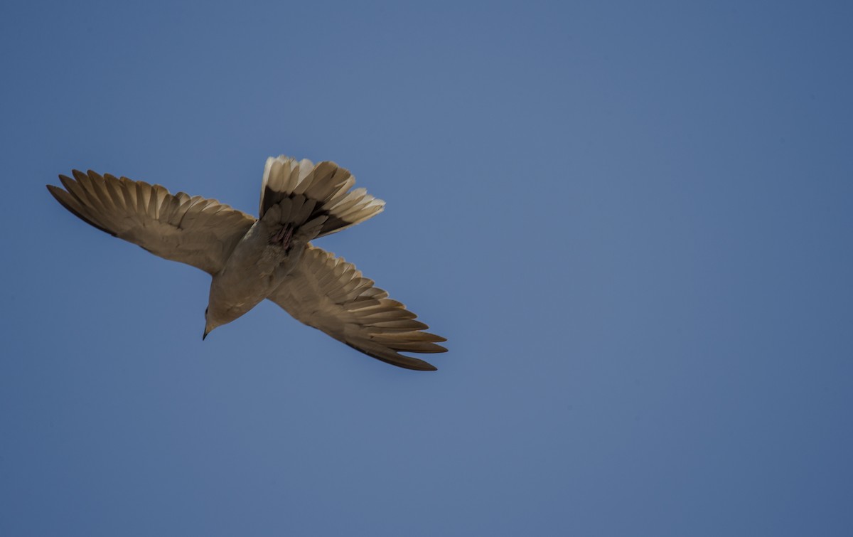 Eurasian Collared-Dove - Sebastian Trapaga