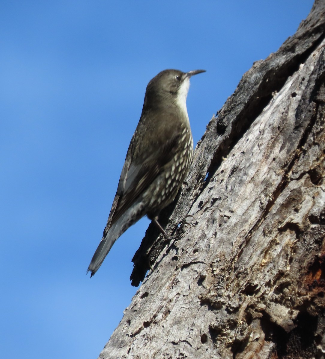 White-throated Treecreeper - Sandra Henderson