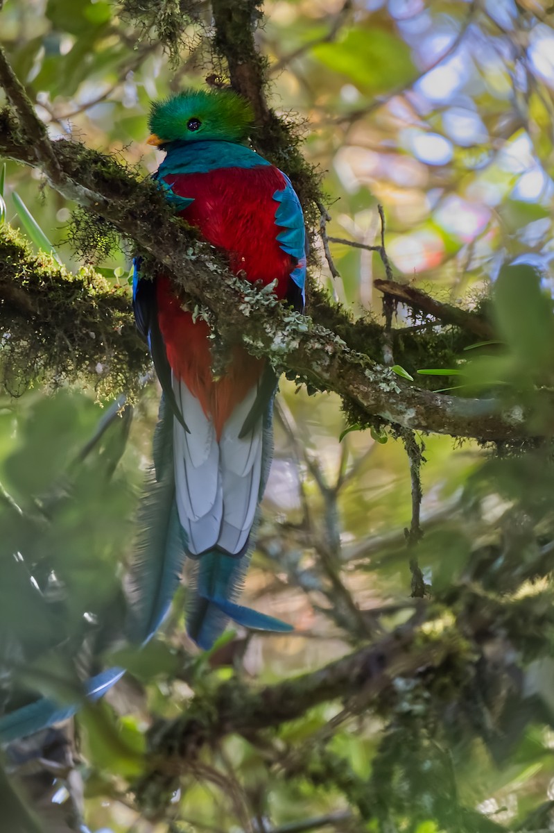 Resplendent Quetzal - Sebastian Trapaga