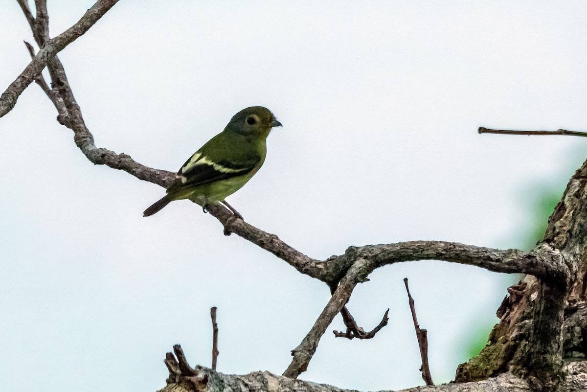 Wing-barred Piprites - Phil Kahler