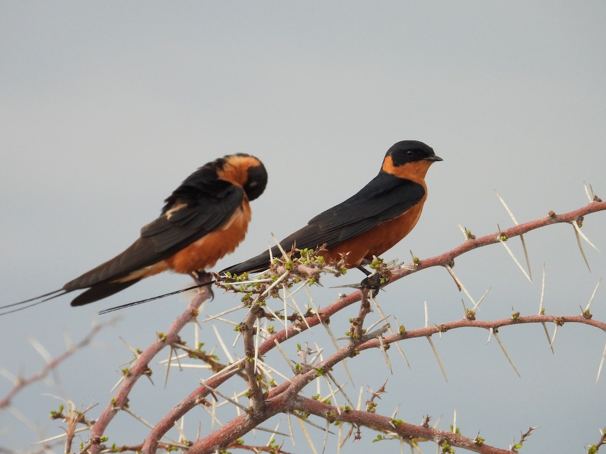 Rufous-chested Swallow - ML622348118