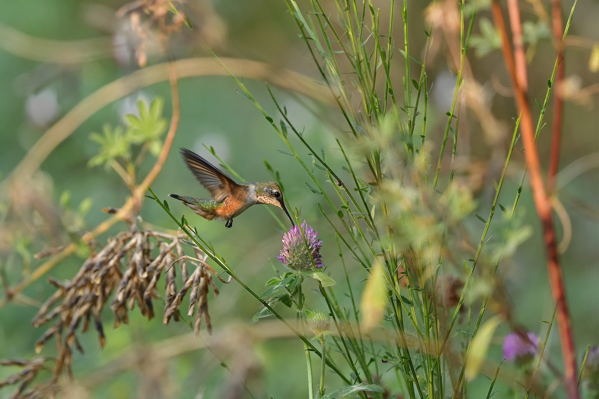 rødkolibri - ML622348159