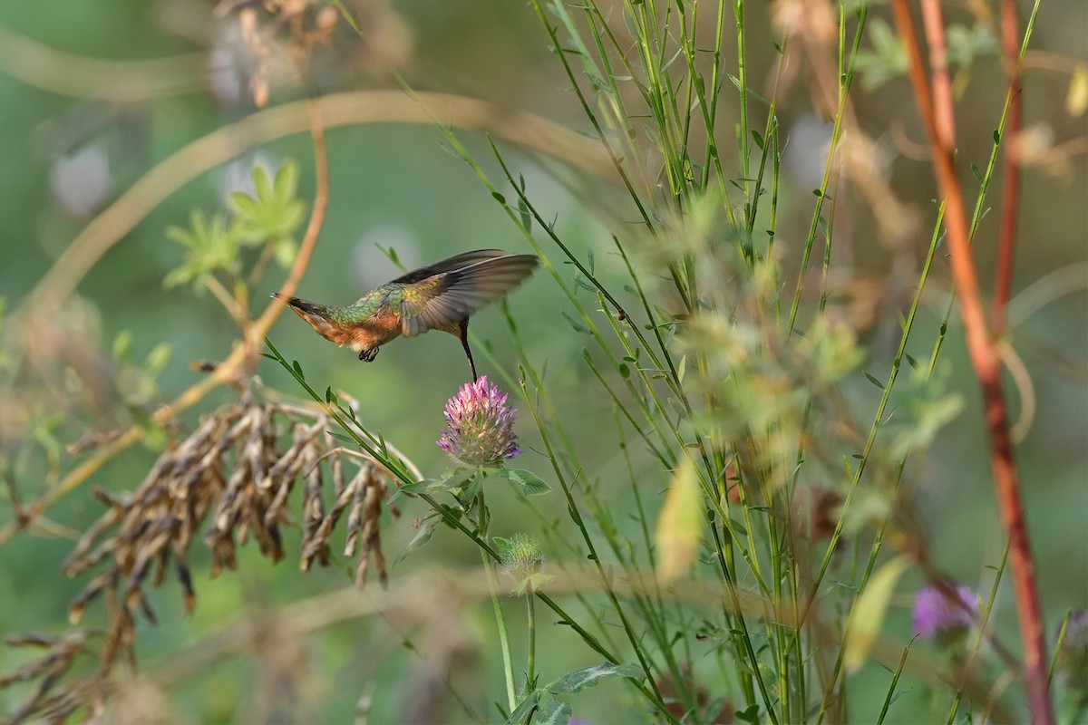 Rufous Hummingbird - ML622348160