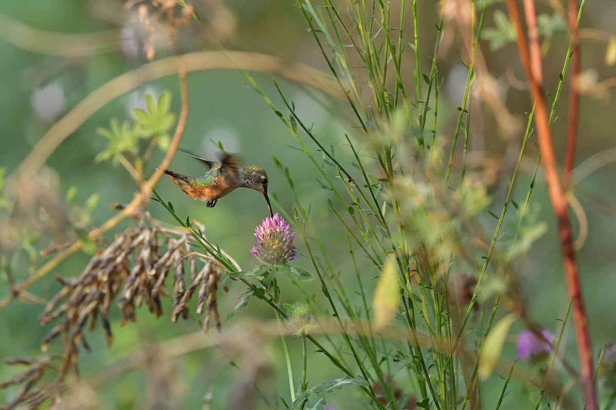 Rufous Hummingbird - ML622348161