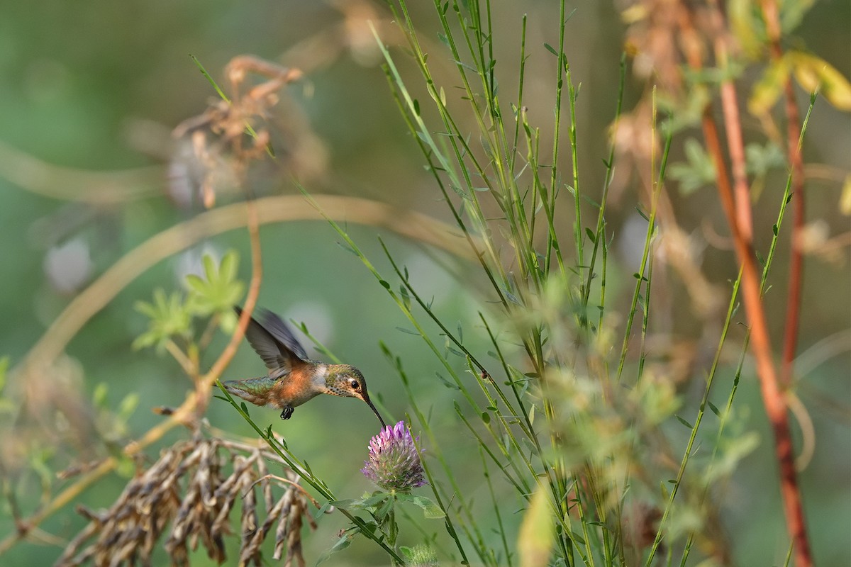 Rufous Hummingbird - ML622348162