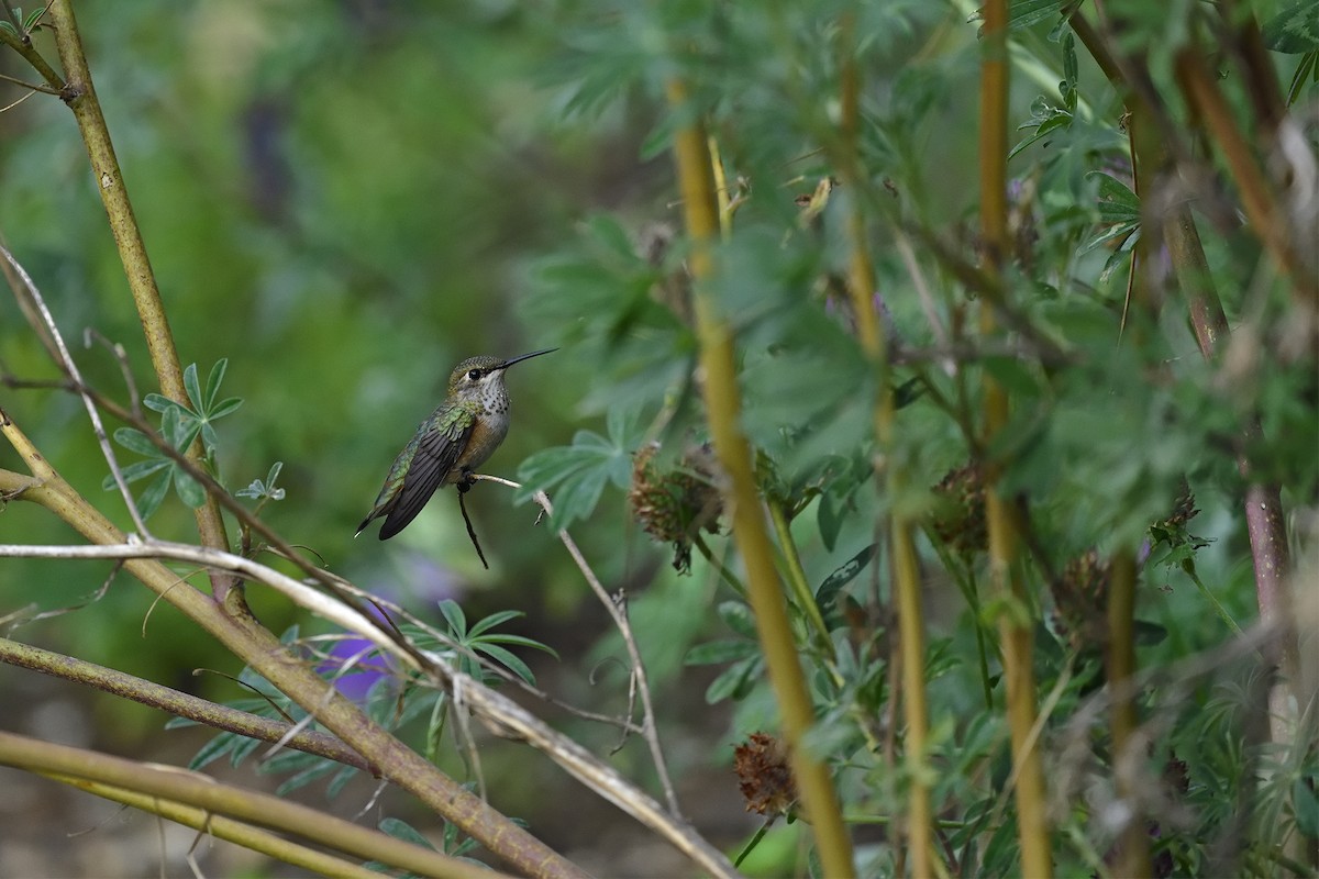 rødkolibri - ML622348163