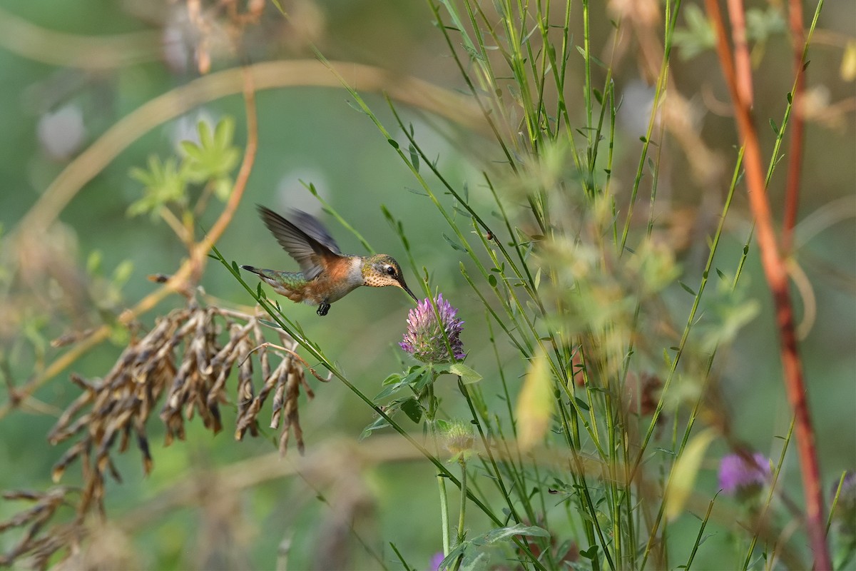 Rufous Hummingbird - ML622348165