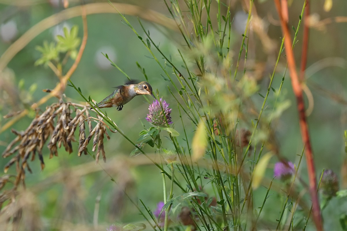 Rufous Hummingbird - ML622348166