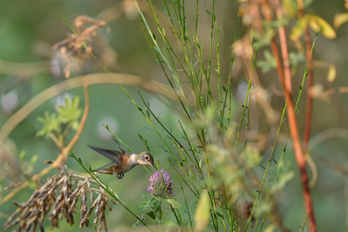 Rufous Hummingbird - ML622348167