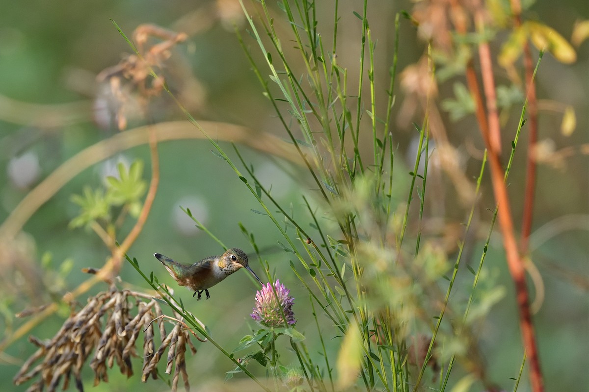 rødkolibri - ML622348168