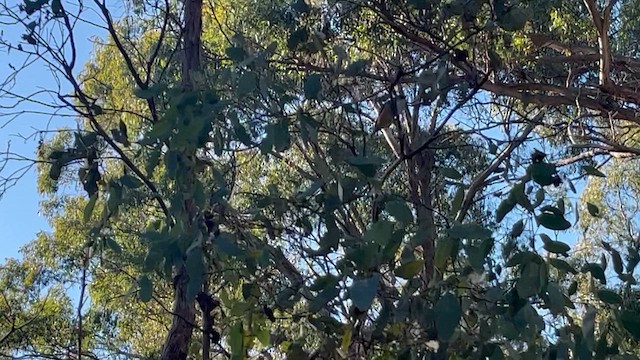 Spotted Pardalote (Spotted) - ML622348228