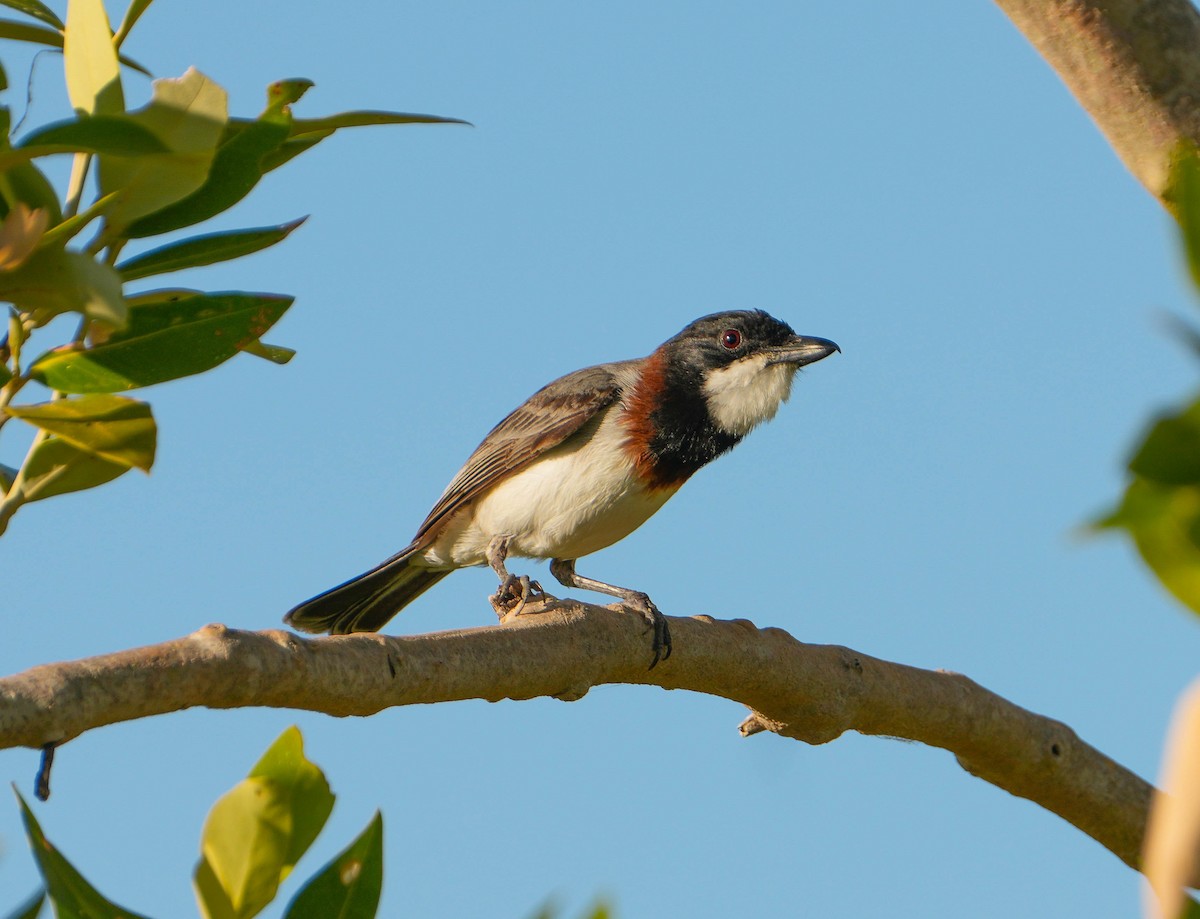 White-breasted Whistler - ML622348239