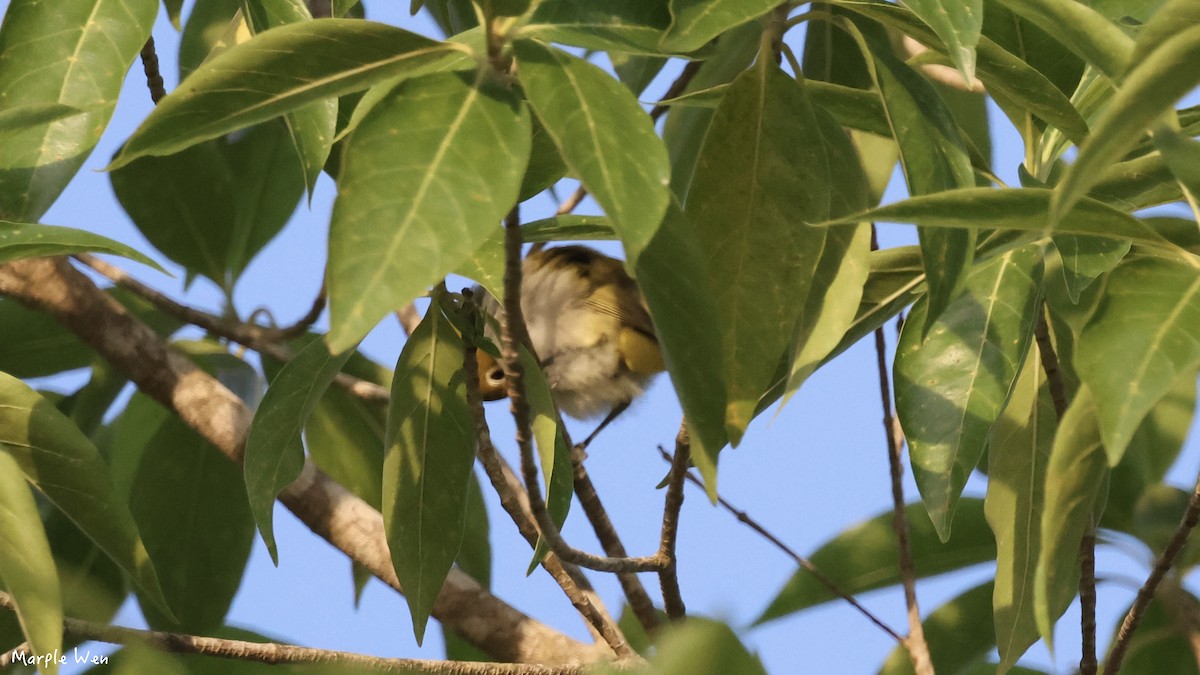 Ashy-bellied White-eye - ML622348276