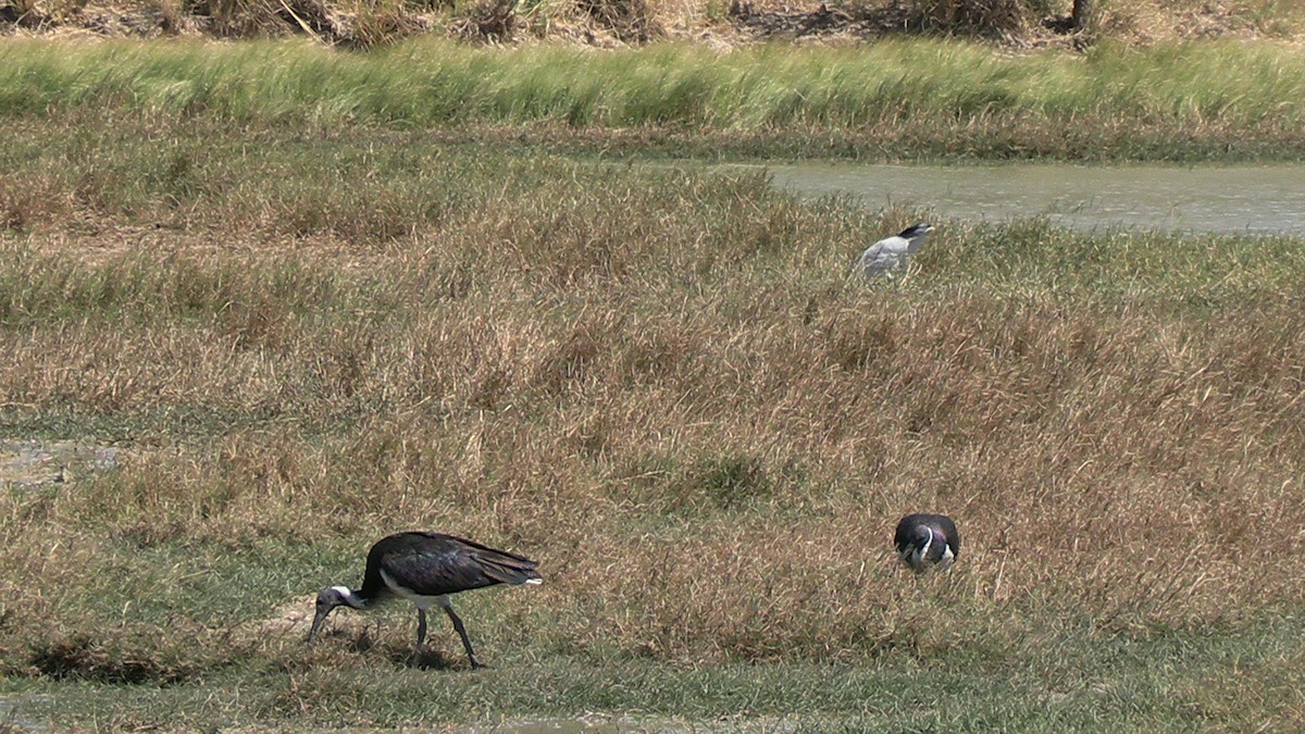 Ibis d'Australie - ML622348284