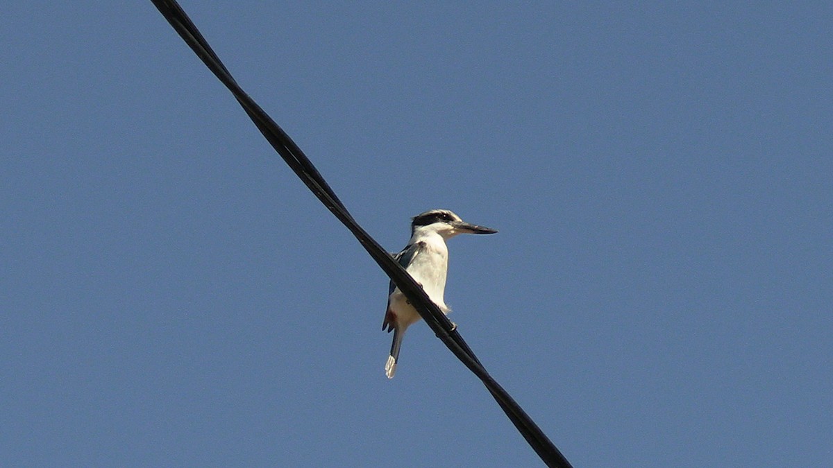 Martin-chasseur sacré - ML622348319