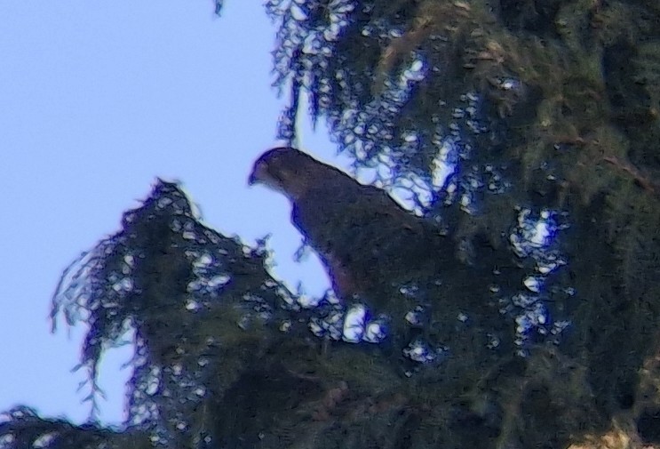 New Zealand Falcon - ML622348400