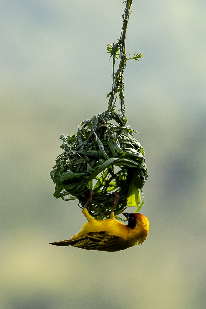 Vitelline Masked-Weaver - ML622348406