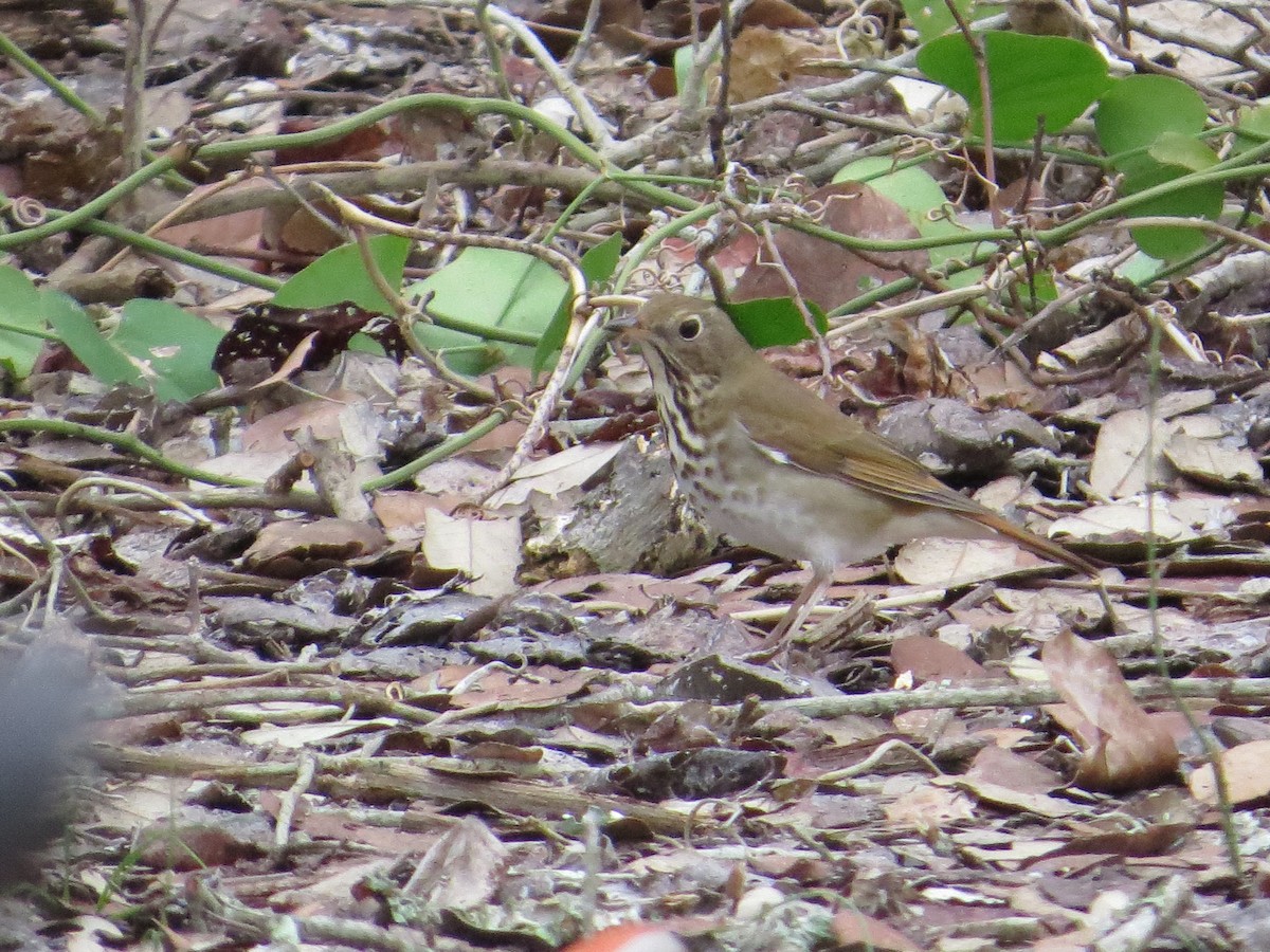 Hermit Thrush - Joyce Brady