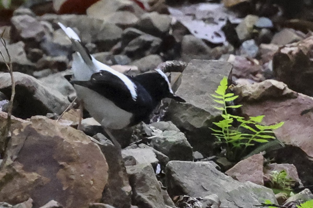 White-crowned Forktail - ML622348437