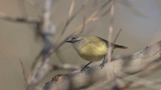 Yellow-rumped Thornbill - ML622348482