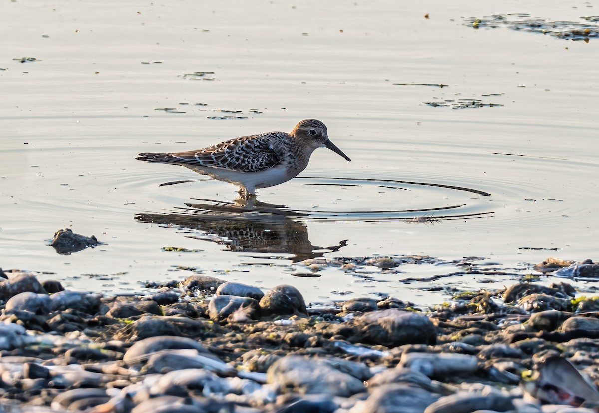 Байрдийн элсэг - ML622348509