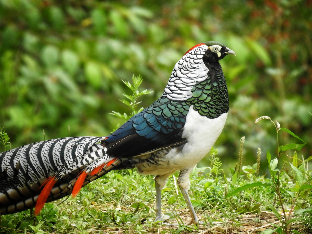 Lady Amherst's Pheasant - ML622348552