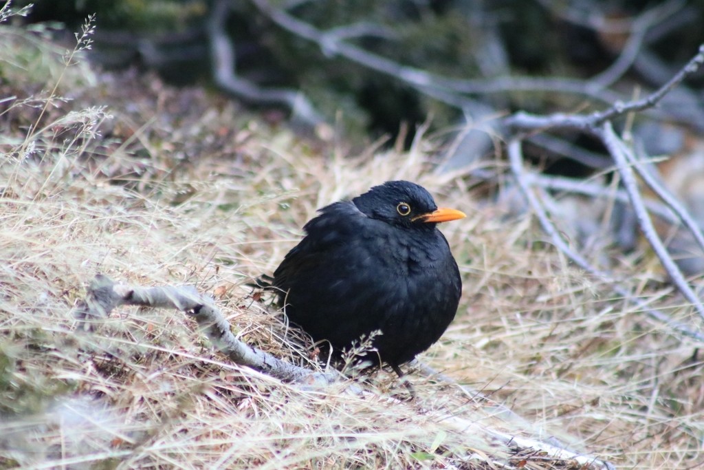 Eurasian Blackbird - ML622348646