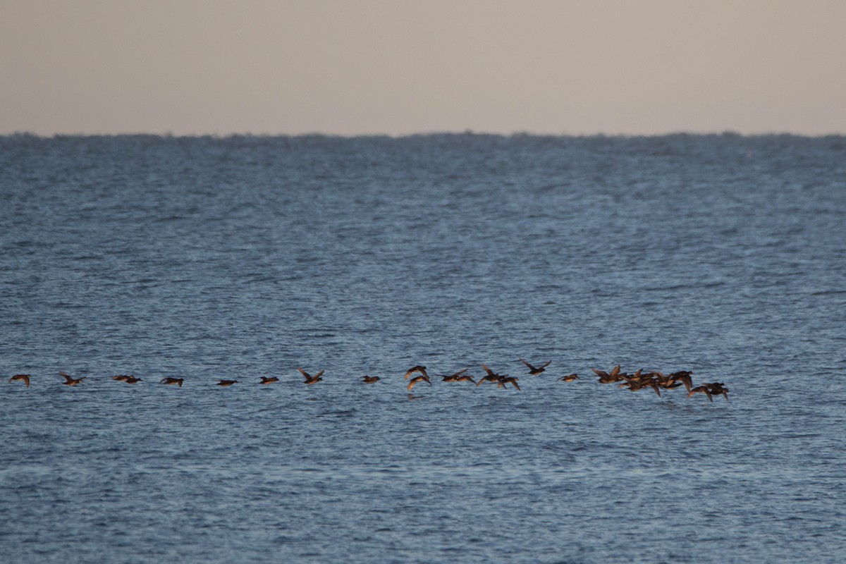 Black Scoter - ML622348656