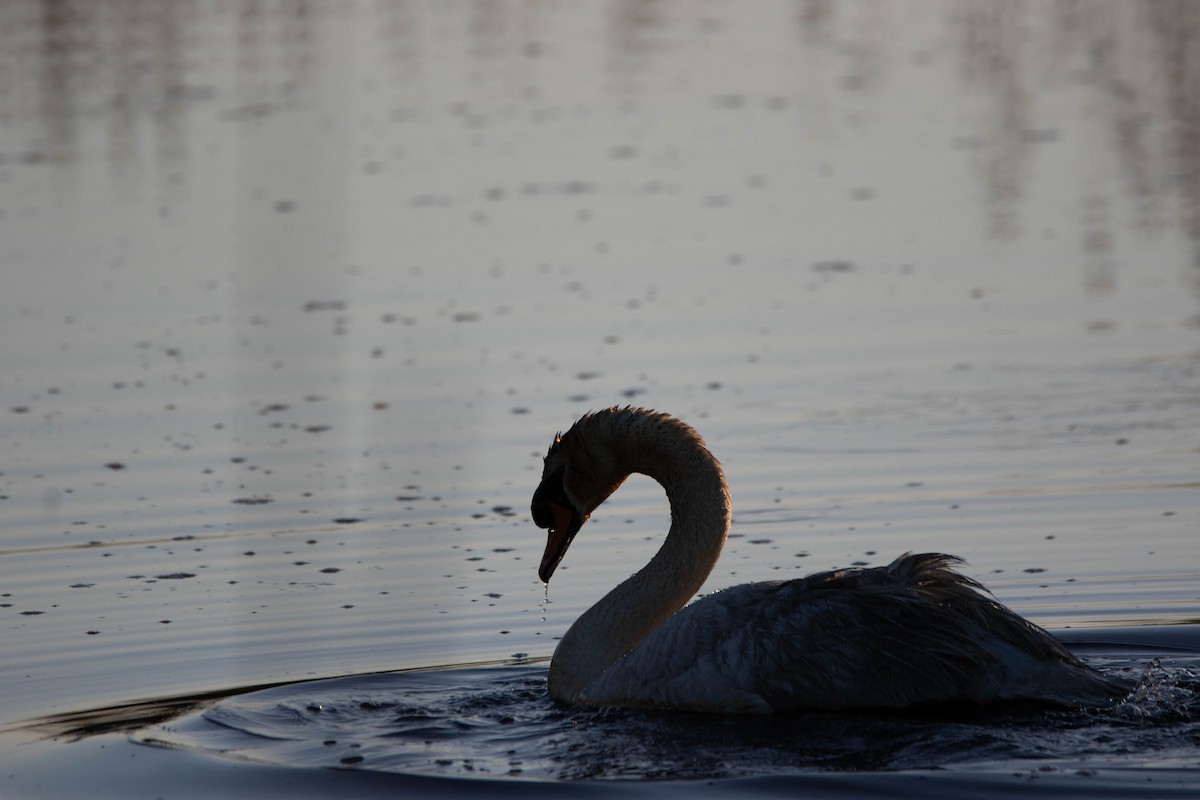 Mute Swan - ML622348657