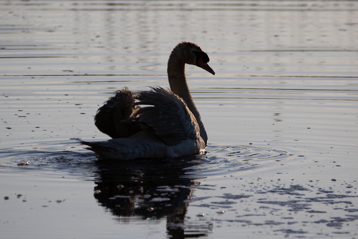 Mute Swan - ML622348658