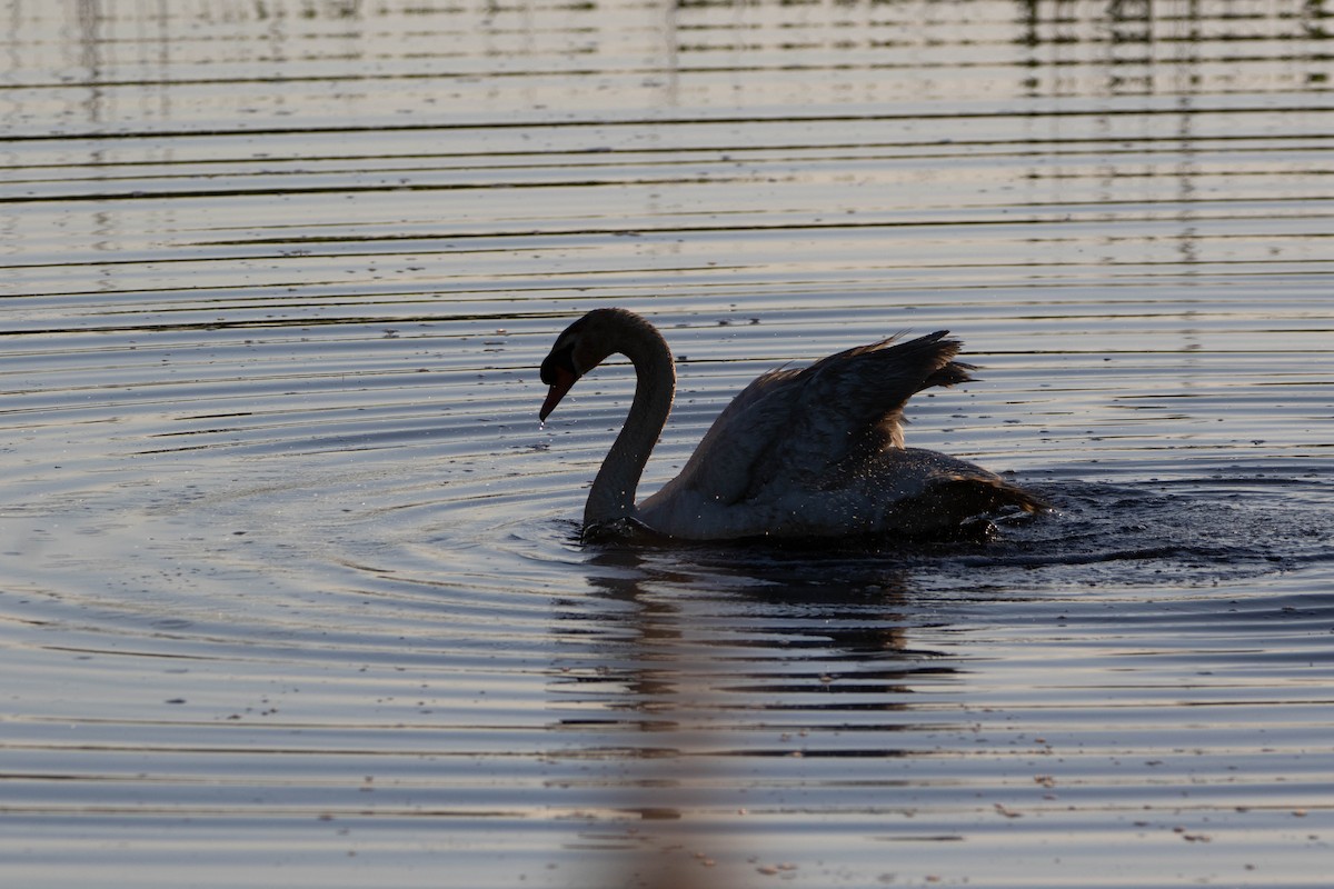 Mute Swan - ML622348659